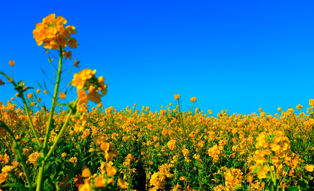 Canola Oil Health Dangers Return Wellness